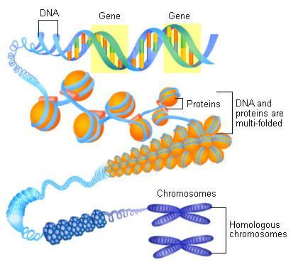 Gen GEN GEN Proteinler DNA ve protein katlanmaları Genler DNA