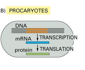 Y a p ı s a l G e n l e r lacz lacy laca Transkripsiyon Polisistronik mrna Translasyon