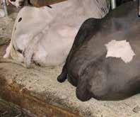 Yatak alanları sağmal inek ahırlarında sağmal inekler KEW Plus 05/06 BTS-Rindvieh 10 yıldan uzun süredir inek konforu için referans yatak 3 fonksiyonel katmanı sayesinde her