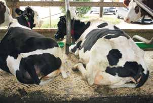 sağmal inekler Yatak alanları sağmal inek ahırlarında Her türlü yük koşullarında en uygun ve kalıcı yumuşaklık sağlar Yatak kenarları yumuşak yatma alanları destekleyerek ineğin doğru yatma pozisyonu