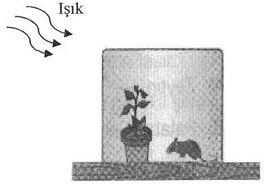 384 4. ġekildeki cam fanus içerisine fotosentez ve solunum hızları eģit olan bir bitki ve fare konulmuģtur.