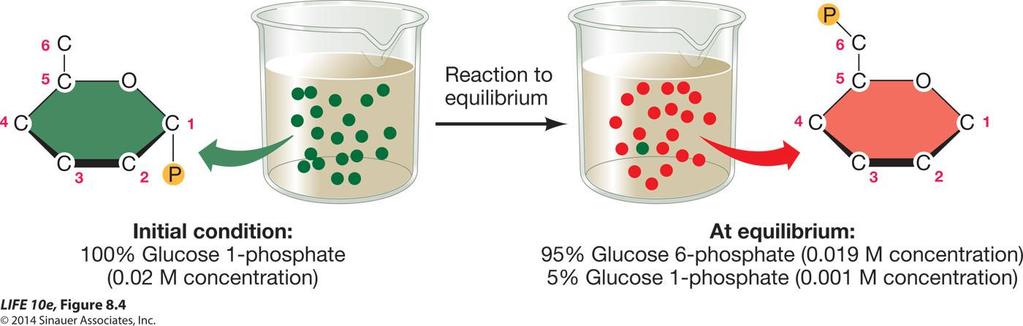 Figure 8.4 Kimyasal tepkimeler denge durumuna yönelir İlk durum: %100 Glukoz 6-fosfat (0.