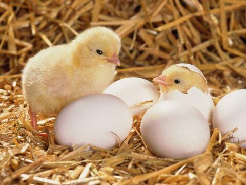 Yumurtadan çıkan hayvanların; * Yaşam döngüleri, * İlginç