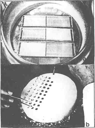 64 6- Belli süre +4 C'de alıştırmaya tabi tutulması (Equilibration), 7- Sıvı azot buharında dondurulması (-79 C ile -120 C), 8- Dondurulmuş spermanın -196 C'de sıvı azot tankı içinde muhafaza