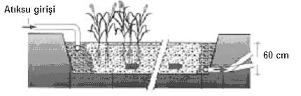 köklerine nüfuz etme derinliği ile kontrol edilmektedir. Su derinliği, maksimum 0.4 m kabul edilmeli, girişteki atıksu seviyesi ile tanımlanan ortam derinliği ise su derinliğinden en az 0.