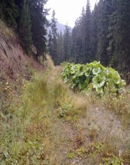 Bakımın etkisiyle yol yüzeyinde Menemencioğlu ve Buğday (2010) yol yüzeyine düşen yağmur sularının kısa sürede uzaklaştırılması ve yolun daha fazla güneş ışığı almasını sağlamak amacıyla, yol