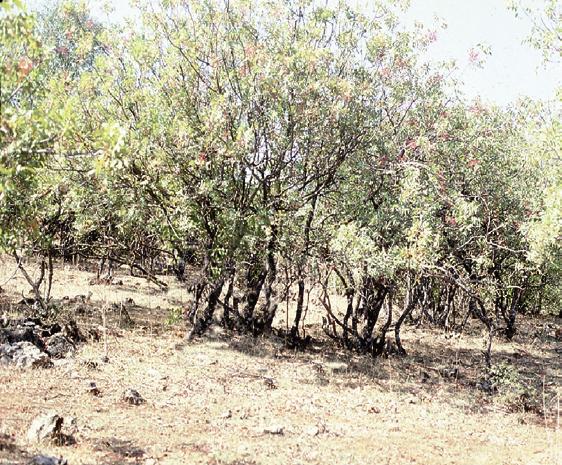 ANTEPFISTIĞI HASTALIK ve ZARARLILARI Tek gövdeli antepfıstığı anaçları genellikle kalın gövde ve büyük taç oluştururlar (Şekil 3).