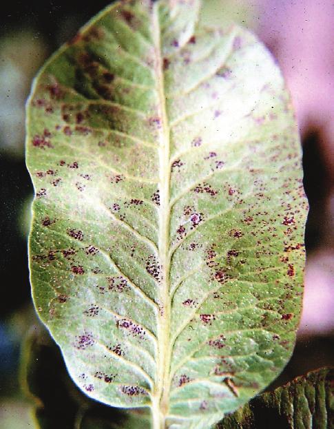 ANTEPFISTIKLARINDA KARAZENK ( Septoria pistacina Allesh.