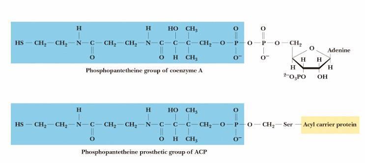 Bir yağ asidi zincirinin oluşmasının ilk basamağında aktif asetil ve malonil gruplarının kondensasyonu ile ACP e bağlı asetoasetil grubu