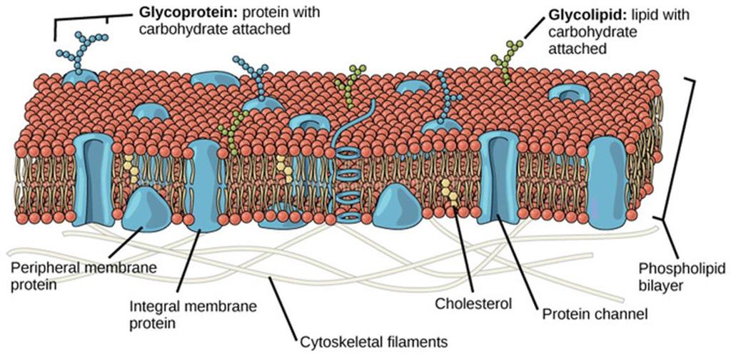 Lipidlerin organizmadaki başlıca fonksiyonları şunlardır: 1. Hücre membranlarının yapı taşıdırlar. 2. Hücresel yakıt maddesi olarak depolanırlar.