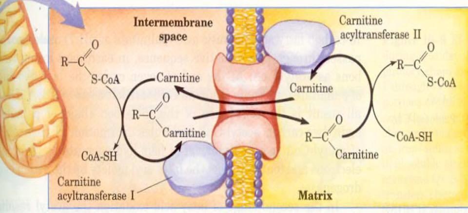 Dış mitokondriyal membranda oluşan yağ açil-coa bileşikleri, iç mitokondriyal