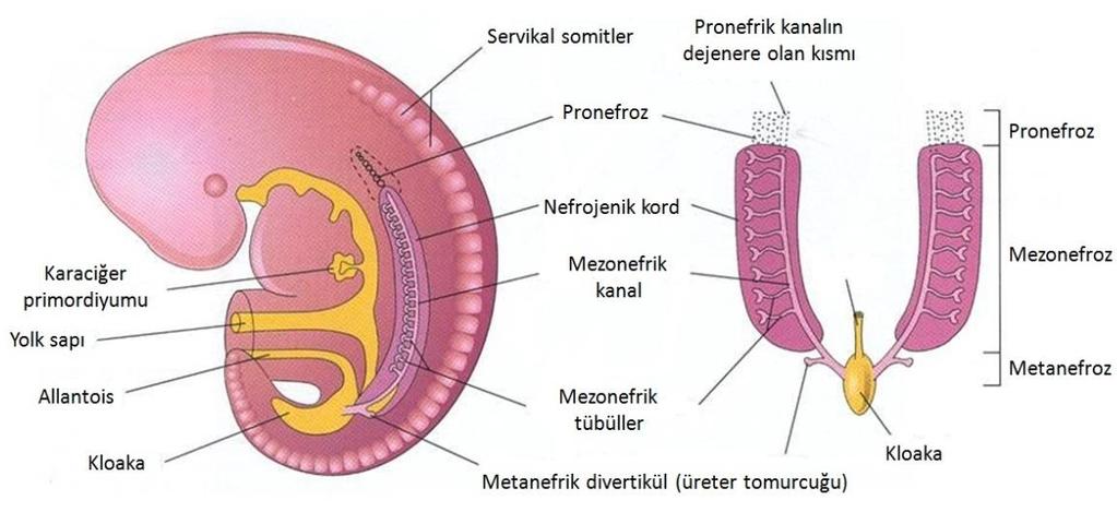 2. GENEL BİLGİLER 2.1. Üriner Sistemin Gelişimi Üriner sistem, insan embriyolarında, genital sistemden daha önce gelişmeye başlar.