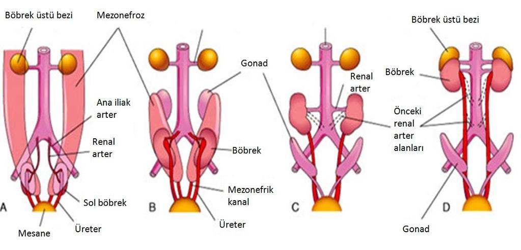 hilus medial hatta doğru 90 lik bir dönüş yapar. 9. hafta ile birlikte, hilus anteromedial hatta yönelmiştir (Şekil 5C ve D). Böbrekler sonunda karın arka duvarında retroperitoneal hale geçerler.