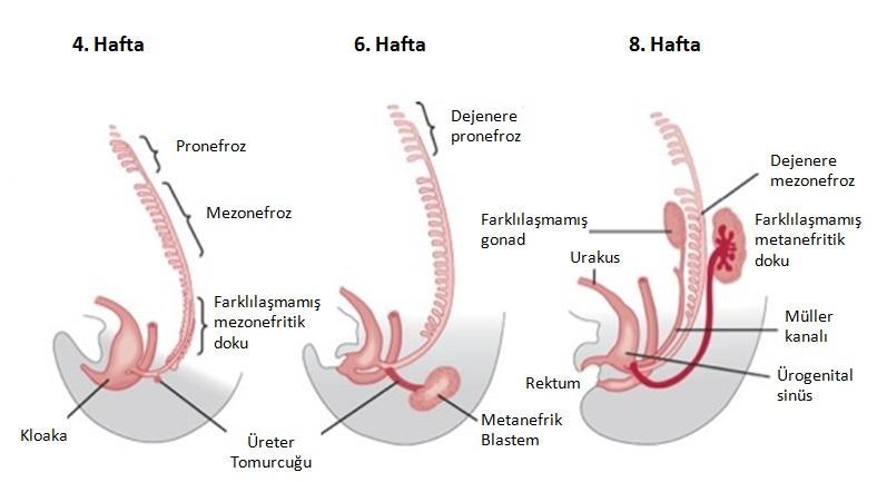 uzanır. Üreterdeki düz kas farklılaşması ise bu dönemden sonra üreterovezikal bileşkede subepitelyal olarak başlar ve proksimale doğru devam eder. 10.