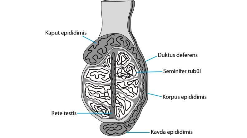 BOĞADA TESTİS VE