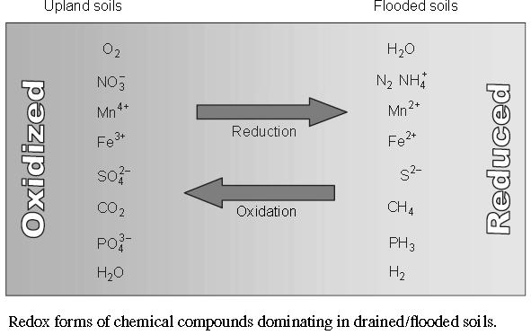 Decomposition of organic substrates under anaerobic conditions results in the accumulation of reduced species including methane, sulfides, volatile fatty acids, ferrous iron, manganous manganese,