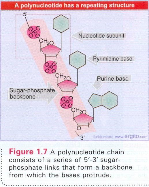 Çok sayıda nükleotid