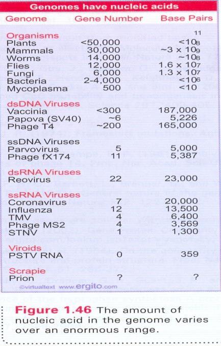 DNA nın