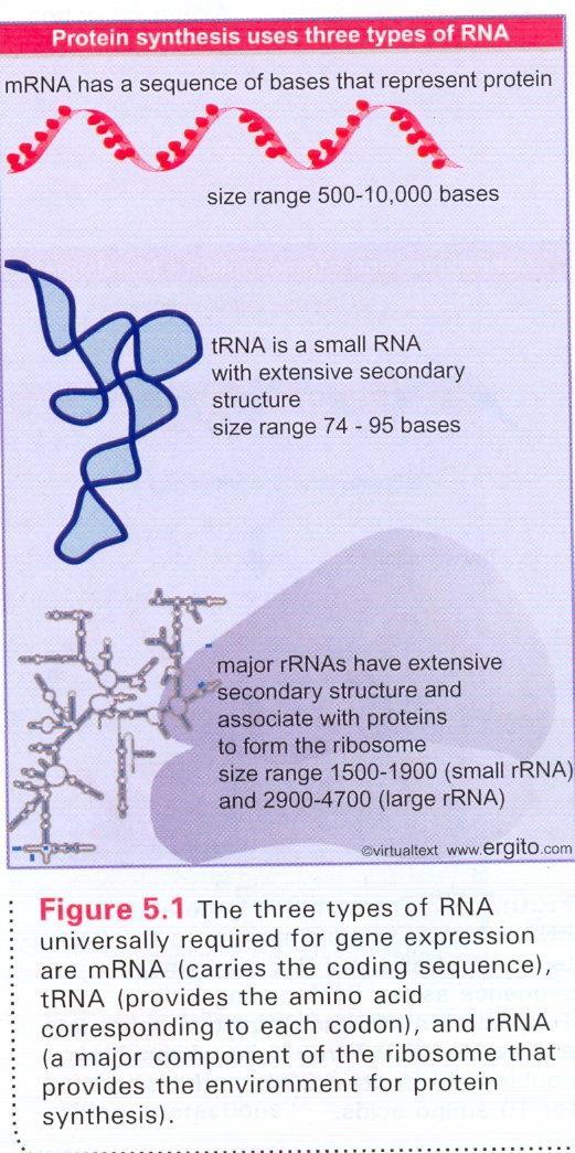 mrna (ulak, mesaj taşıyıcı RNA) trna