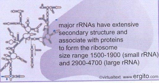 rrna