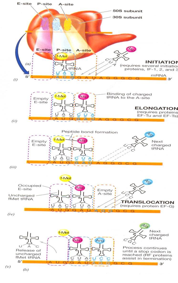 Ribozom üzerine ilk a.a taşındığında mrna ribozom üzerinde ikinci üçlü kalıba doğru yer değiştirmektedir İlk oluşan a.