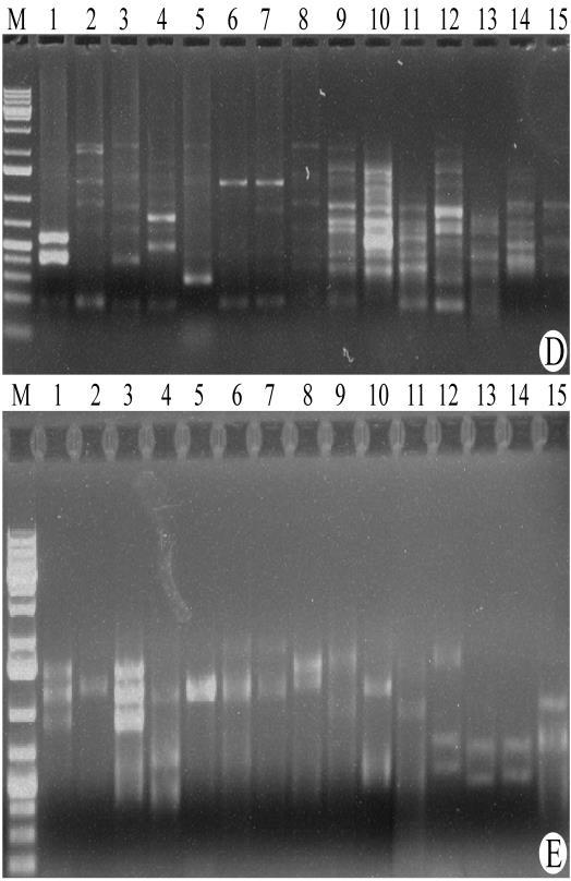 TUAC15 285,9 ng/µl 5,718 3,03 1,89 0,93 50 TUAC16 630,7 ng/µl 12,614 8,144 1,55 0,82 50 TUAC17 325 ng/µl 6,501 3,59 1,81 1,27 50 4.4.2. PCR Amplifikasyon Sonuçları Elde edilen temiz DNA örneklerinden PCR amplifikasyonları yapılmıştır.