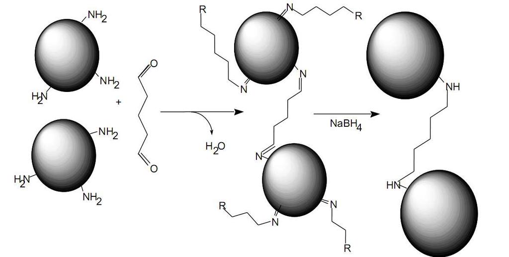 2.4.1.3 Çapraz bağlama Çapraz bağlama yöntemi iki ya da çok fonksiyonlu reaktifler aracılığıyla enzim veya aktif molekülleri arasında kovalent bağlar oluşumuna dayanmaktadır (Eldin 2000, Albayrak vd.