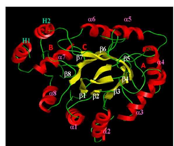 Şekil 2.16 Aldoz redüktaz enziminin (α/β) 8 fıçı modeli (Hyndman vd.