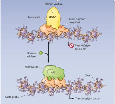 STEROİD HORMONLAR VE NÜKLEER RESEPTÖR SÜPERAİLESİ Tiroid hormon reseptörü, hormon olsa da olmasa da DNA ya bağlı olarak bulunur Hormon yokluğunda Histon deasetilaz (HDAC)