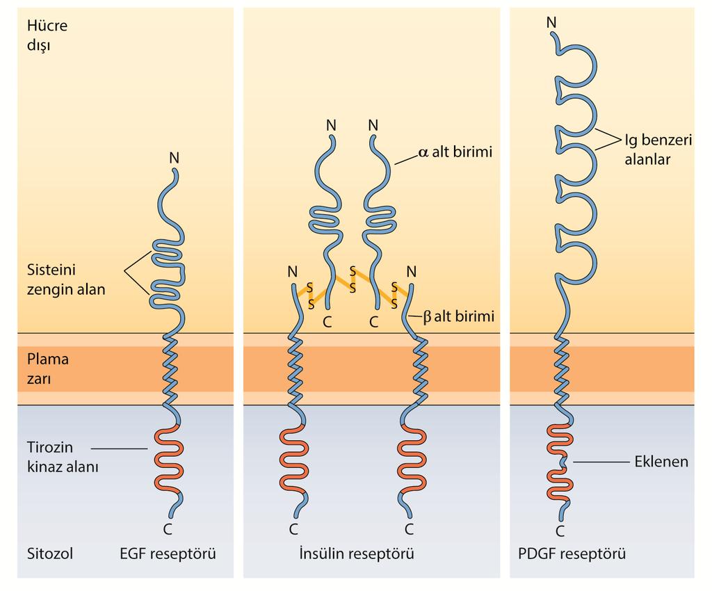 RESEPTÖR TİROZİN KİNAZLAR Çoğu reseptör kinaz tek bir peptit şeklinde