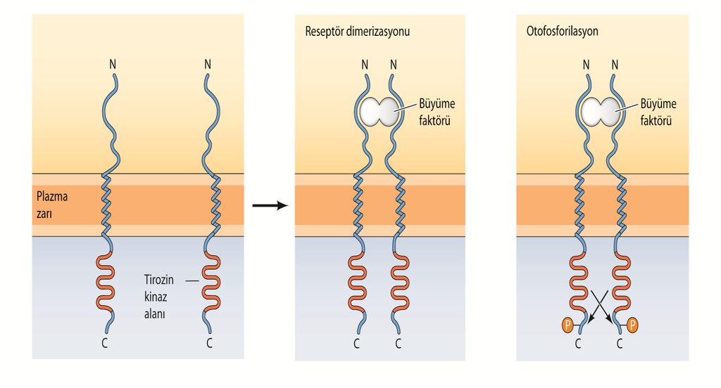 RESEPTÖR TİROZİN KİNAZLAR NGF ve PDGF reseptörleri kendilerine identik olan diğer bir reseptör iile dimerik yapı göstererek ative olurlar.