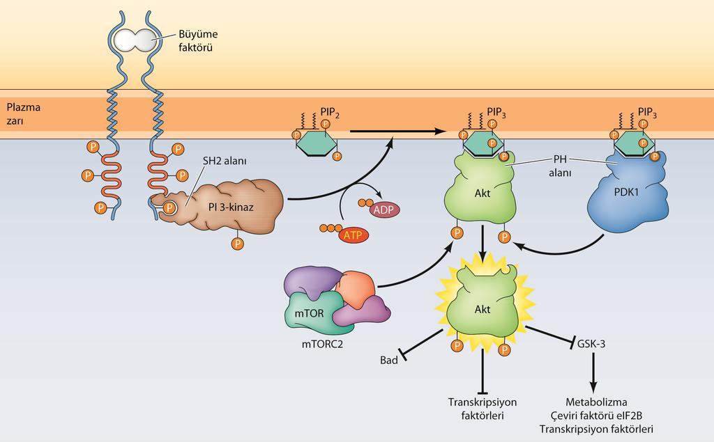 PI3-KİNAZ/AKT VE MTORYOLAKLARI Akt, direk olarak fosforillenmez PIP3 bağlı PDK1 ve mtorc2 tarafından fosforilenmeyi gerektiri