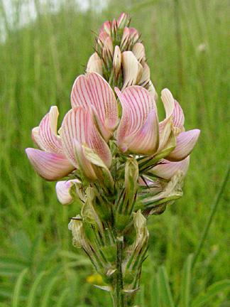 2 transcaucacia) tarımsal açıdan önem taşıdığı, bu türler içerisinde adi korunga veya kısaca korunga olarak adlandırılan Onobrychis sativa (Syn. O. viciaefolia veya O. viciifolia Scop.