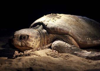 I NDIGO TURTLES* projesi, nesli tükenme tehlikesindeki 15 bin Akdeniz deniz kaplumbağasını koruma altına alıyor.