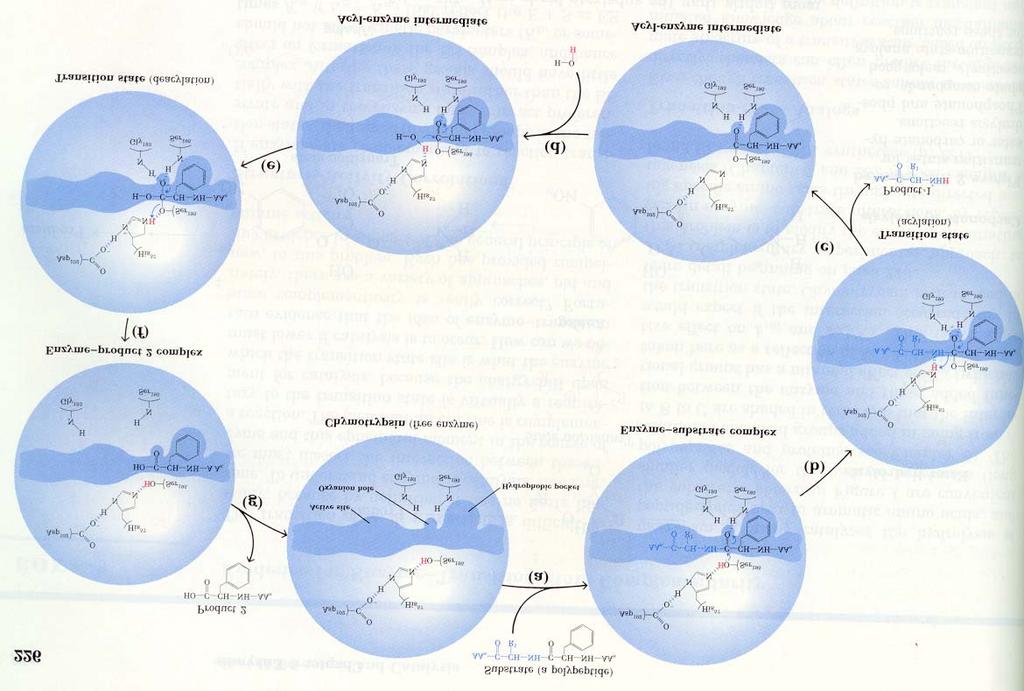 2) Zayıf etkileşimler, reaksiyonun geçiş durumunda optimize edilir; enzimin aktif yeri substratların kendileri için değil, katalize ettikleri reaksiyonların geçiş durumu için tamamlayıcıdır.