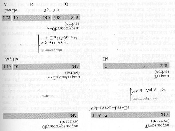 Zimojenler ve proteolitik yıkılım vasıtasıyla enzim aktivasyonu Bir enzimin aktivitesinin düzenlenmesinin biraz farklı bir tipi, proteolitik yıkılım vasıtasıyla enzim aktivasyonudur.