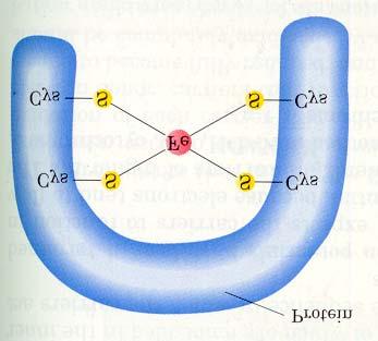 proteinler de vardır; bu proteinlerde demir, sitokromlardaki gibi