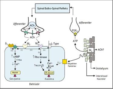 Güncelleme Serileri Temmuz 2012 // Cilt:1 // Sayı:3 Şekil 2. Detrusor kasılmasının düzenlenmesinde muskarinik reseptör alt tiplerinin rolü.