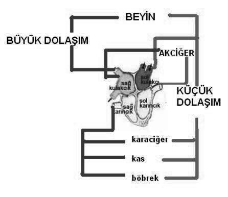 http://www.fenokulu.net "ekil 2.1.f: #nsanda küçük ve büyük dola"ımın geçti!i yerler. Küçük ve büyük dola!ımın haricinde vücutta bulunan di"er bir sistem lenf sistemidir.