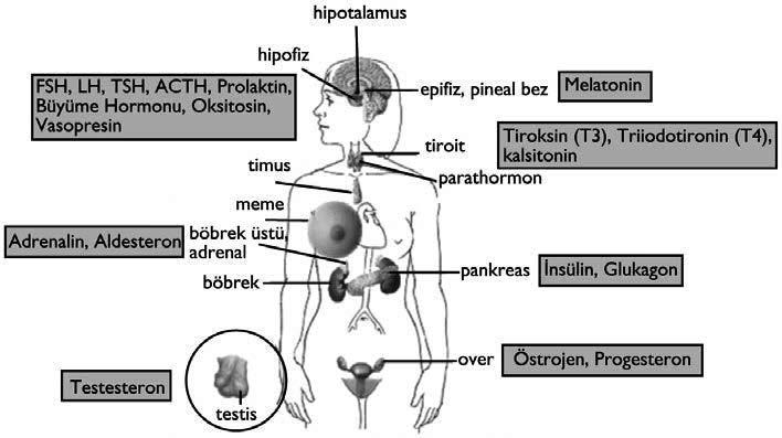 Şekil 2.a Hormonların hormonların kaynak bezlerini özetlemektedir. Şekil 2.2.a: Vücudun Endokrin sisteminin organlarını ve salgıladıkları hormonları göstermektedir.