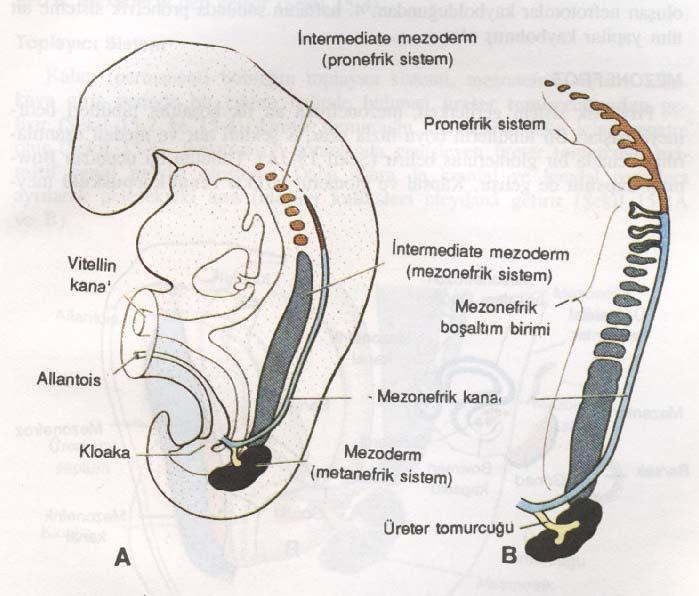 GENEL BİLGİLER Böbrek Embriyolojisi İnsanlarda intrauterin yaşam boyunca, pronefroz, mezonefroz ve metanefroz safhalarıyla böbrek oluşumu gerçekleşir.