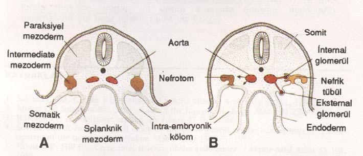 Üreter tomurcuğu metanafrik doku içine penetre olur (Şekil 3). Penetrasyon sırasında genişleyen üreter tomurcuğu primitif renal pelvisi oluşturur.