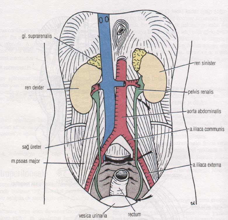 Şekil 7. Böbrekler ve üreterlerin karın arka duvarında in situ konumları görülüyor. Oklar, üreterlerin fizyolojik darlıklarını göstermektedir.