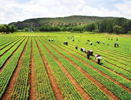 TARIM SİGORTASI İLE ÇİFTÇİMİZİN ÜRETİMİ GÜVENCEYE KAVUŞTU Doğal afetlerden etkilenen üreticilerin mağduriyetlerini gidermek üzere 70 yıllık bir rüya olan Tarım Sigortaları uygulamasını 2006 yılında