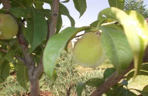 Üniversite lojmanlarında yetişmekte olan şeftali Diyarbakır Mutfağında Şeftali Şeftali Reçeli Malzeme:1 kg.