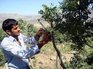 Antep fıstığı aşılama çalışmalarına başlandı 16 Haziran 2012 276 Diyarbakır Çermik ilçe Kaymakamı Nesim Babahanoğlu, 2012 yılı Antep fıstığı aşılama projesi çerçevesinde, Aşılanmamış yabani menengiç