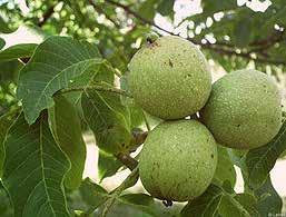 BÖLÜM-11 CEVİZ Ceviz, cevizgiller (Juglandaceae) familyasından Juglans cinsinden tek tüysü yaprakları karşılıklı dizilmiş ve aromatik kokulu ağaç türlerinin ortak adı.