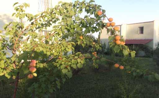 Diyarbakır da 2005yılı kayısı üretimi şu şekildedir: Meyveler
