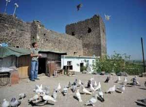 Diyarbakır ın Kuşbazları Diyarbakır a özgü kuş Türleri dört gurupta toplanıyor: 1.