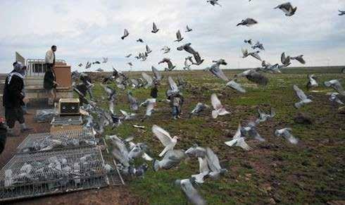 Diyarbakır da bu kültürün önemli bir parçası olan güvercin yarışmalarının kökeni çok eskiye dayanıyor. Güvercinleri yarışa hazırlamak için yıl boyunca antrenman uçuşları yapılıyor.